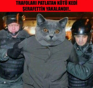 iste-trafodaki-kedi-caps-leri-kedi-caps-trafo-elektrik-1423792